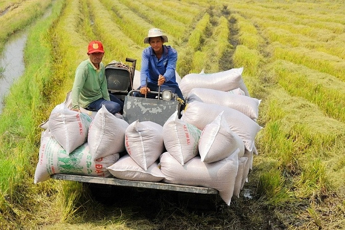 8 tháng đầu năm, xuất khẩu gạo tăng trưởng 2 con số