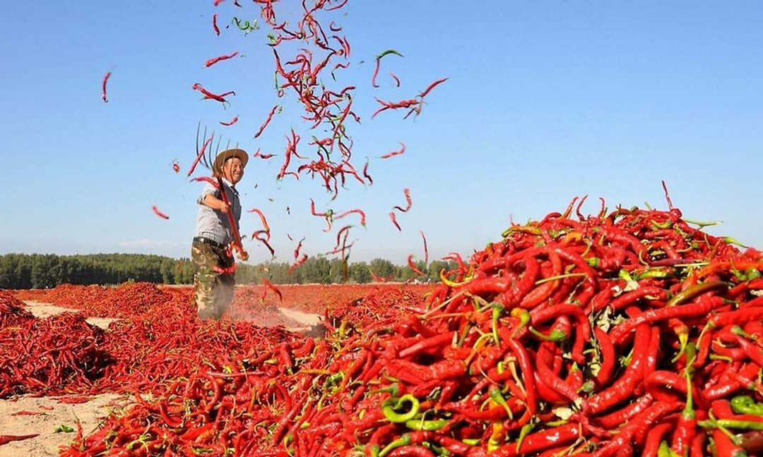 Loại quả ‘nhỏ nhưng có võ’ của Việt Nam khiến cả thế giới xuýt xoa, tăng trưởng vượt trội hơn 143% tại đất Mỹ xa xôi