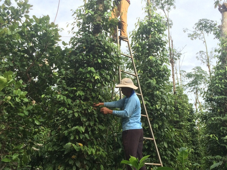 Giá tiêu hôm nay 14/9: tăng 1.000 đồng/kg, không quốc gia nào giảm trong tuần