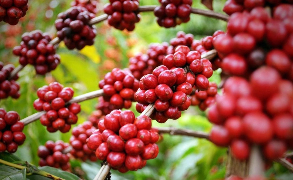 Giá cà phê hôm nay 15/9: tuần tăng sốc của Robusta, trong nước thêm 6.000 đồng/kg