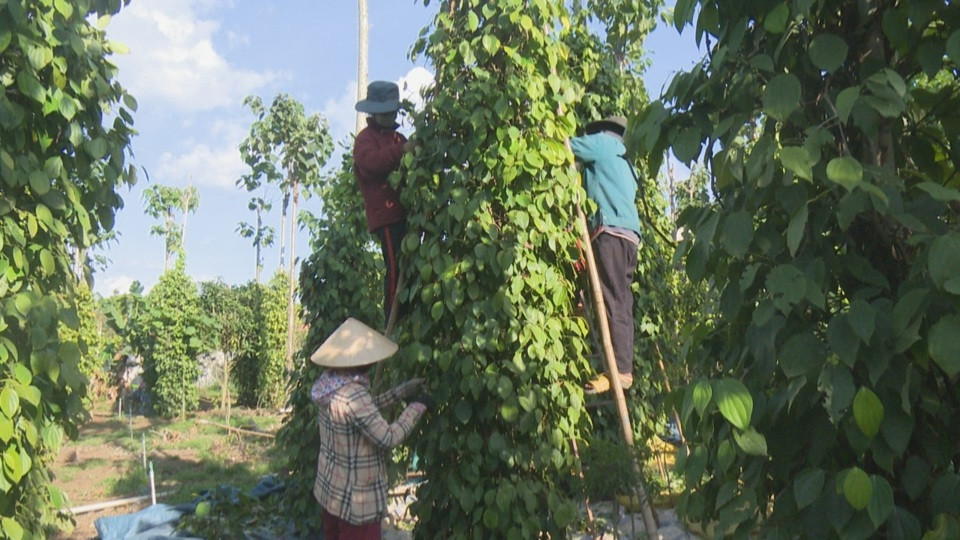 Giá tiêu hôm nay 15/9: duy trì đà tăng, thêm 10.000 đồng/kg kể từ đầu tháng