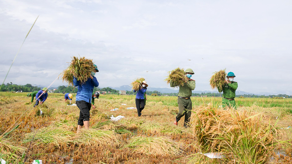 Giá lúa gạo hôm nay 15/9: giá gạo tăng nhẹ. Ảnh minh họa.