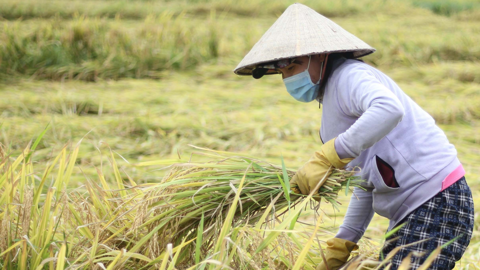 Giá lúa gạo hôm nay 16/9: gạo Nàng Nhen cao nhất 28.000 đồng/kg. Ảnh minh họa.