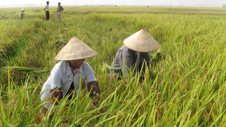 Giá lúa gạo hôm nay 22/9: giá gạo tiếp đà tăng nhẹ. Ảnh minh họa.