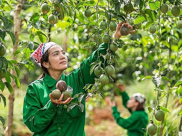 Một cổ phiếu tăng 240% nhờ vườn chanh leo hàng nghìn héc-ta, CTCK khuyến nghị chờ mua