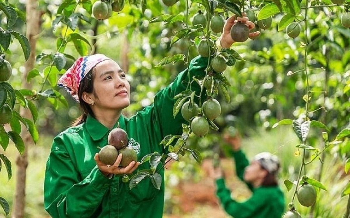 Một cổ phiếu tăng 240% nhờ vườn chanh leo hàng nghìn héc-ta, CTCK khuyến nghị chờ mua