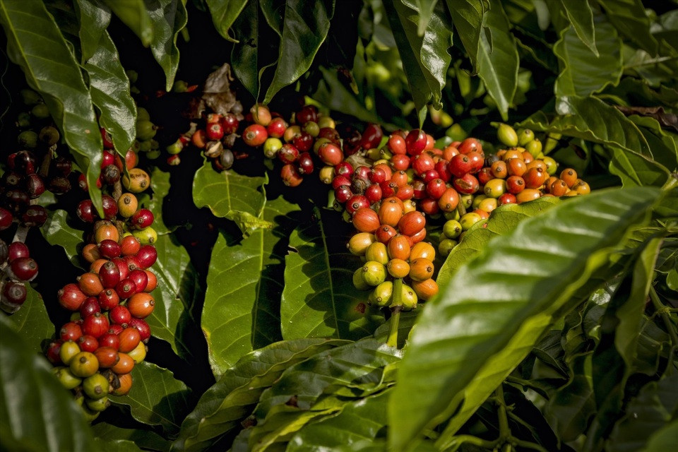 Giá cà phê hôm nay 25/9: Robusta tiếp tục tăng, đạt mức cao kỷ lục