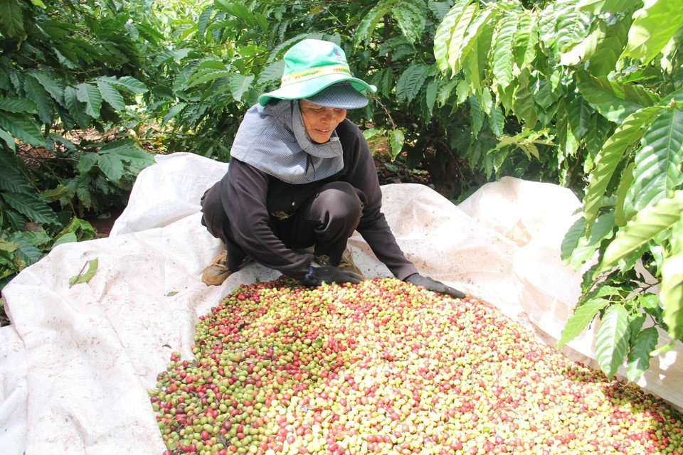 Giá tiêu hôm nay 25/9: trong nước đảo chiều, Indonesia tăng trở lại, Brazil giảm