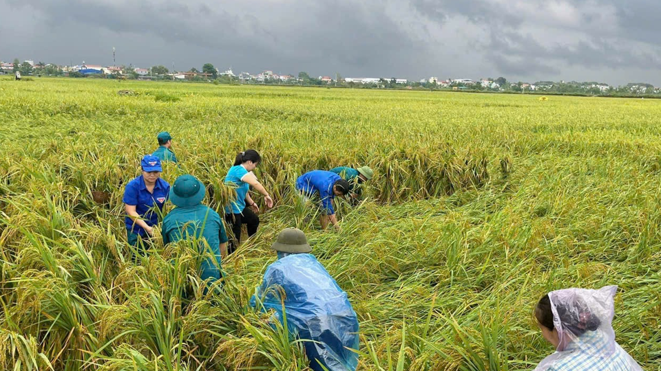 Giá lúa gạo hôm nay 25/9: Giá lúa gạo quay đầu giảm. Ảnh minh họa.