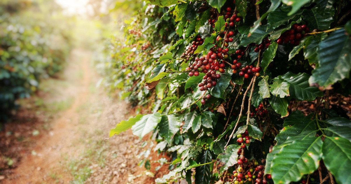 Giá cà phê hôm nay 26/9: duy trì đà tăng, Robusta liên tục lập kỷ lục