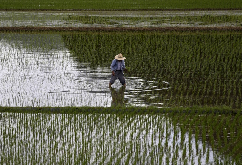 Nhật Bản thiếu gạo nghiêm trọng. Ảnh: Reuters