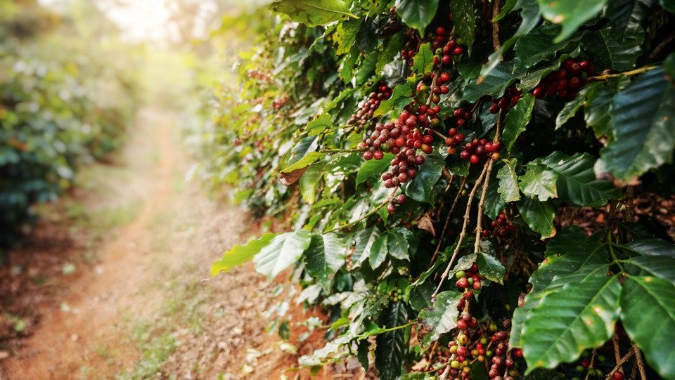 Giá cà phê hôm nay 26/9: duy trì đà tăng, Robusta liên tục lập kỷ lục