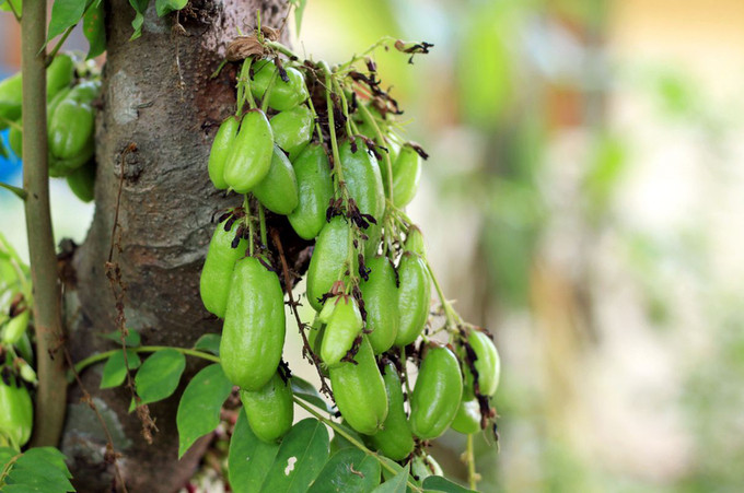 Khế tàu có chỉ số đường huyết thấp, giúp hạn chế tình trạng tăng đường huyết đột ngột (Ảnh: Internet)