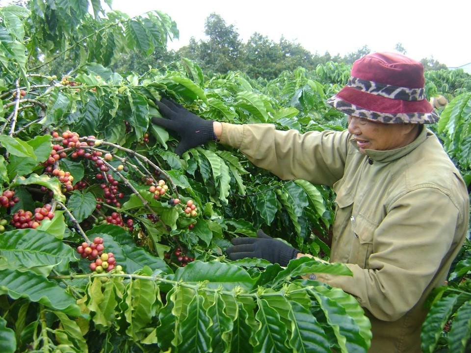 Giá cà phê hôm nay 28/9: Arabica cao nhất 13 năm, Robusta liên tục lập đỉnh