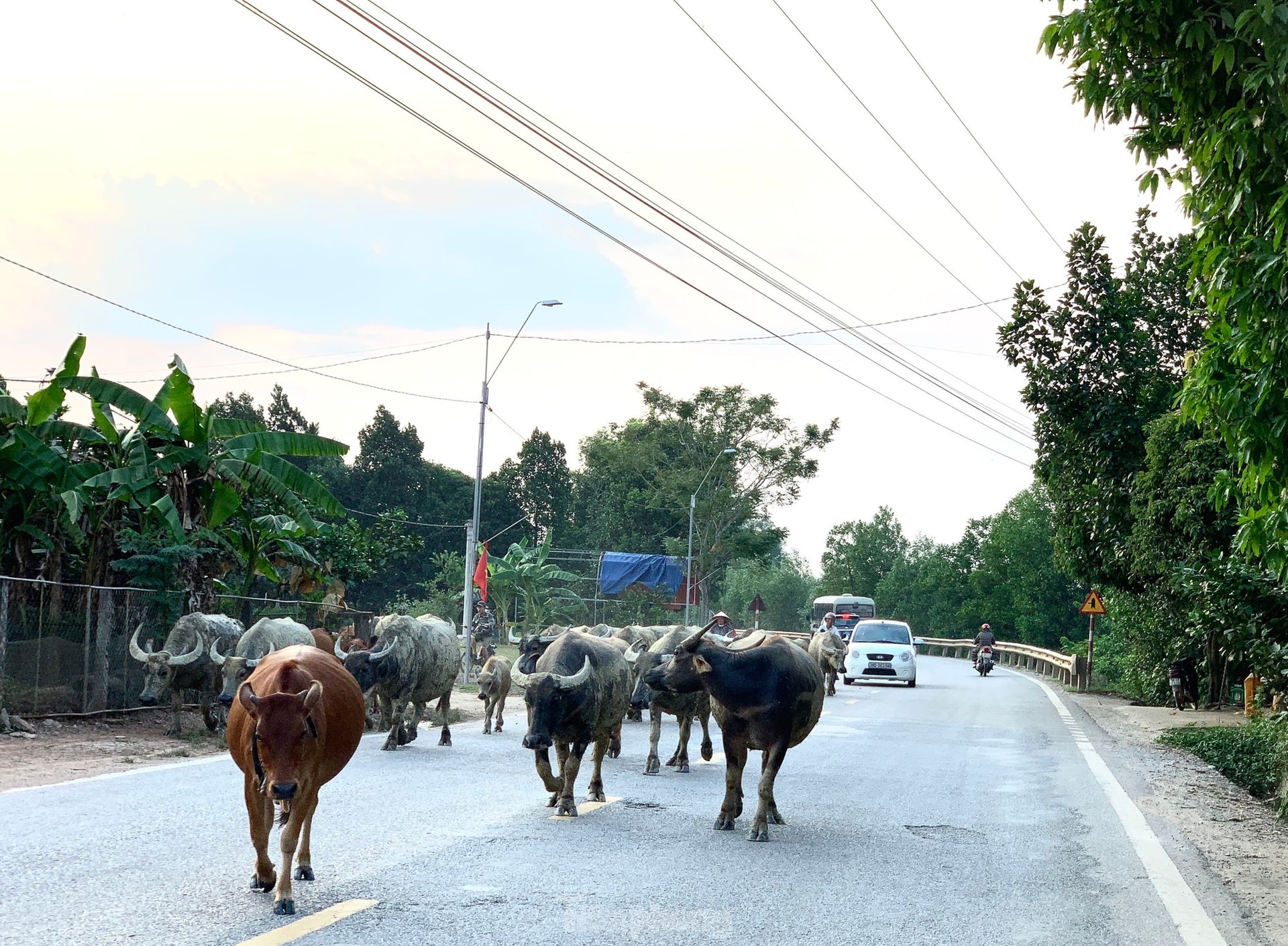 Trâu bò nghênh ngang trên quốc lộ 15A ảnh 10