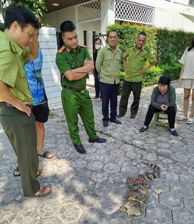 Phát hiện cá sấu dài 1,2 mét trong bể cá Koi của nhà dân giữa thành phố ảnh 2