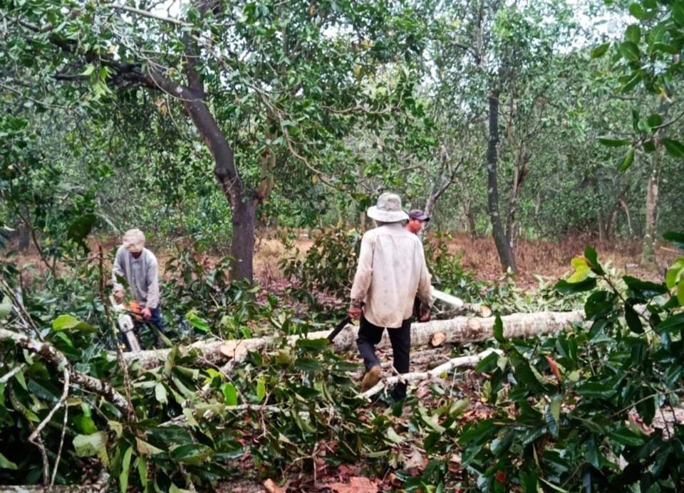 Thời gian qua, một số vụ vi phạm đốn hạ rừng phòng hộ Xuân Lộc được cơ quan chức năng kịp thời phát hiện và xử lý.