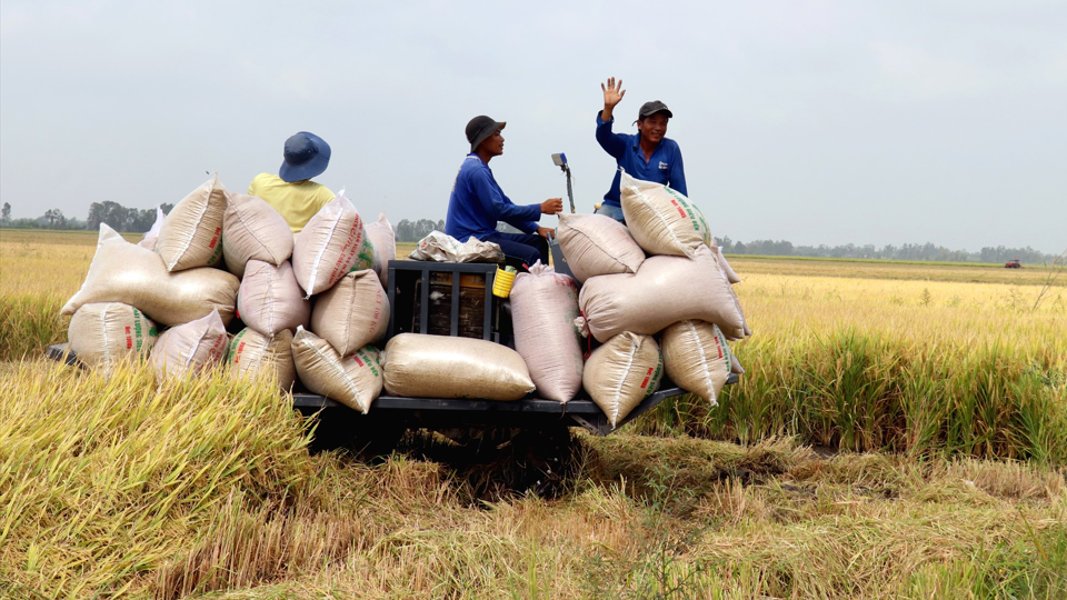 Giá lúa gạo hôm nay 7/10: gạo Nàng Nhen cao nhất 28.000 đồng/kg. Ảnh minh hoạ. 