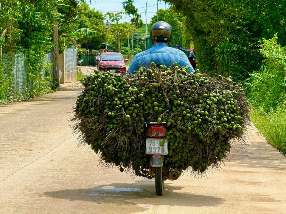 Cau được thu mua tận vườn và chuyển về các vựa.