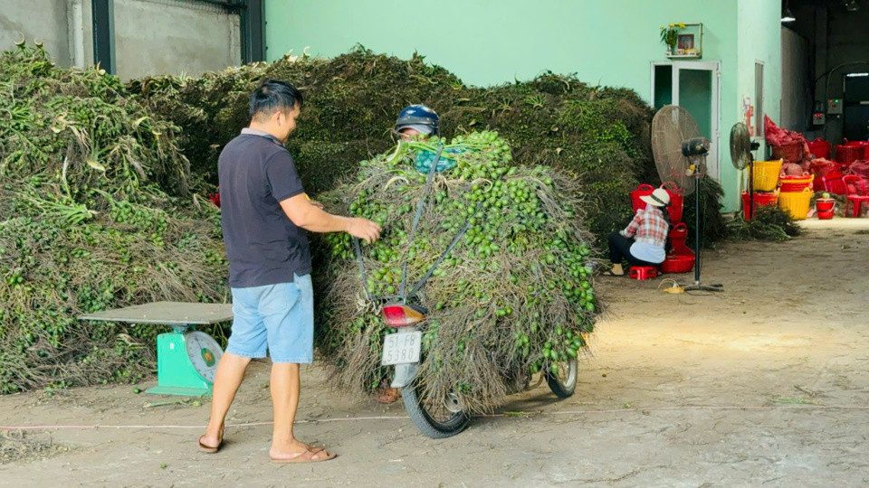 Cau được thu mua chủ yếu xuất sang Trung Quốc.