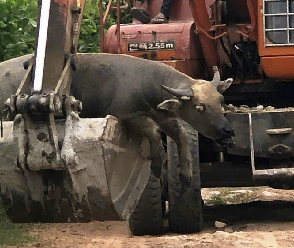 Nhiều con trâu tại một xã ở Thừa Thiên-Huế bị chết với triệu chứng lạ