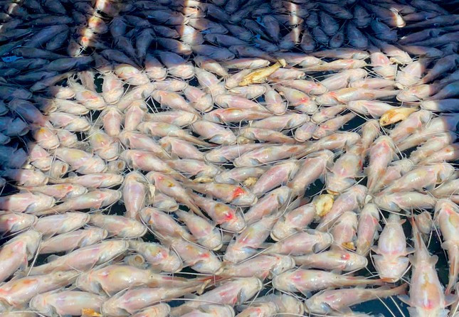 Cá chết trắng sau một đêm ở hồ thủy lợi Ia Mơr ảnh 2