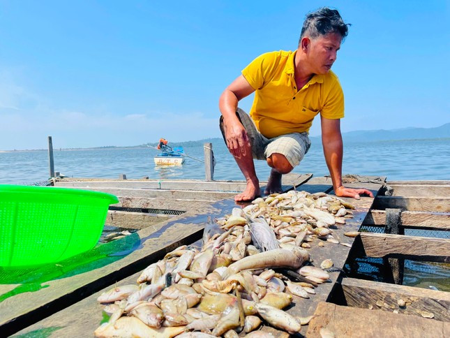 Cá chết trắng sau một đêm ở hồ thủy lợi Ia Mơr ảnh 1