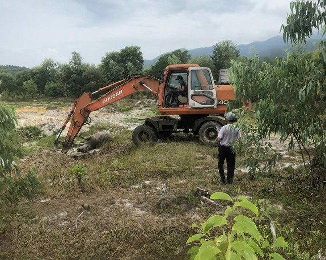 Nhiều con trâu tại một xã ở Thừa Thiên-Huế bị chết với triệu chứng lạ ảnh 1