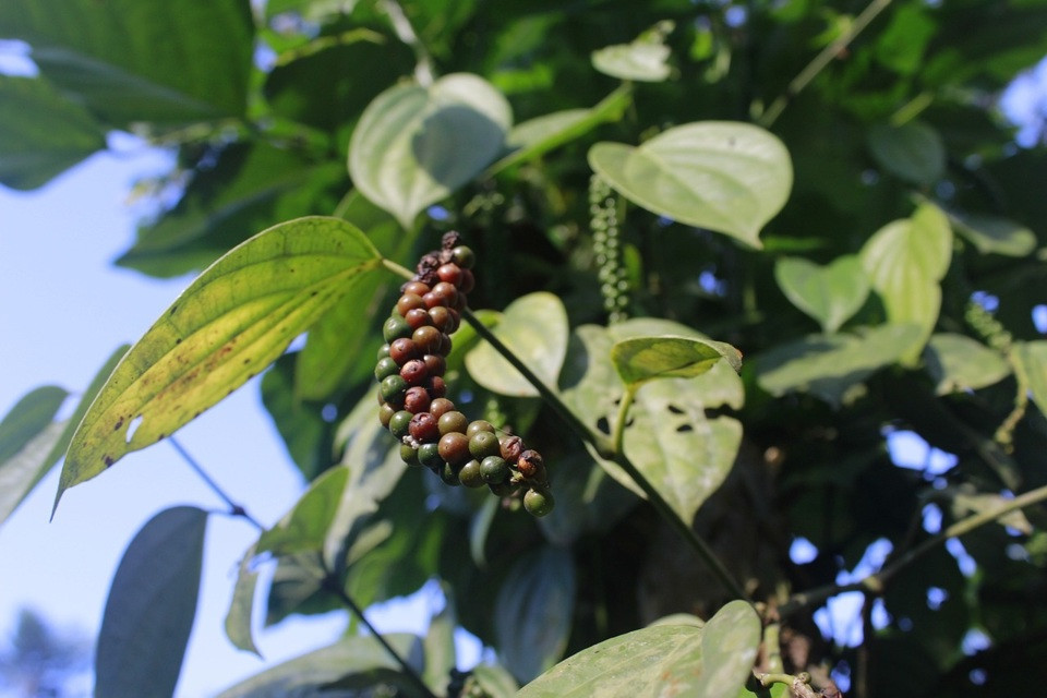 Giá tiêu hôm nay 12/10: trong nước chưa ngừng giảm, giá tiêu Indonesia tăng trở lại