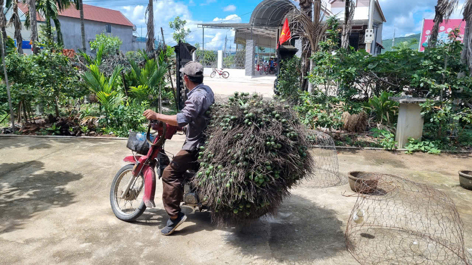 Thị trường tiêu thụ cau rất khó dự đoán.