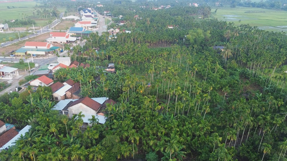 Diện tích trồng cau tăng nhanh ở huyện Nghĩa Hành.