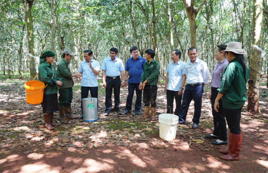 Lãnh đạo các nông trường thuộc Tổng Công ty Cao su Đồng Nai hỏi thăm công nhân lao động.