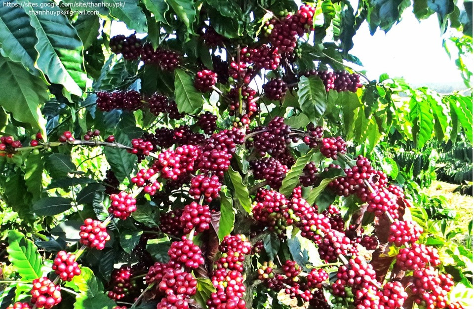 Giá cà phê hôm nay 15/10: tăng mạnh trở lại, Robusta thêm hơn 100 USD/tấn