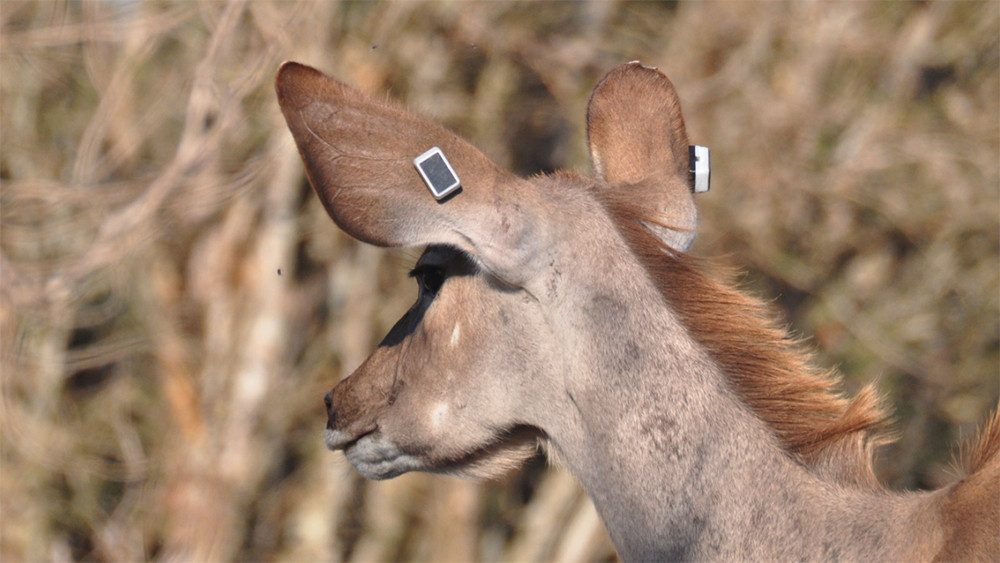 Kudu with solar powered trackers in ears_Credit to copy.jpg