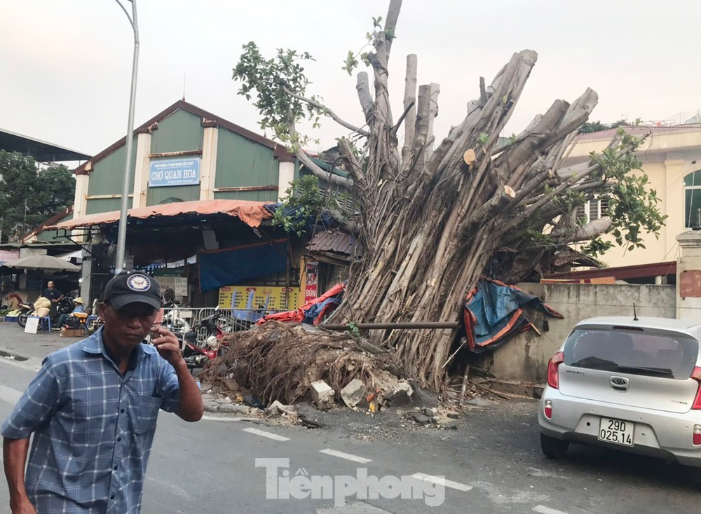 Hà Nội xác minh loạt cây lớn chết có dấu hiệu bị xâm hại