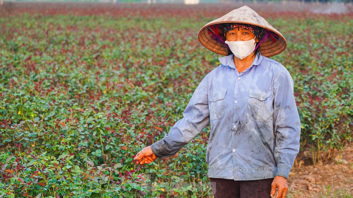 Nông dân làng hoa Mê Linh mất mùa 20/10, 'mót' từng bông hồng để bán ảnh 4