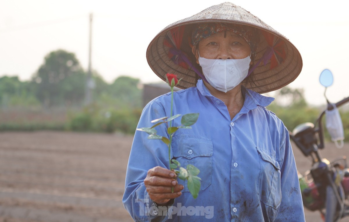 Nông dân làng hoa Mê Linh mất mùa 20/10, 'mót' từng bông hồng để bán ảnh 6