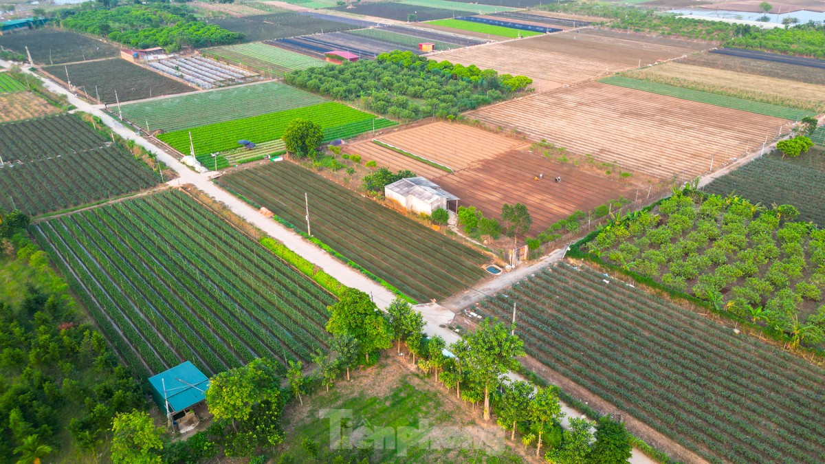 Nông dân làng hoa Mê Linh mất mùa 20/10, 'mót' từng bông hồng để bán ảnh 1