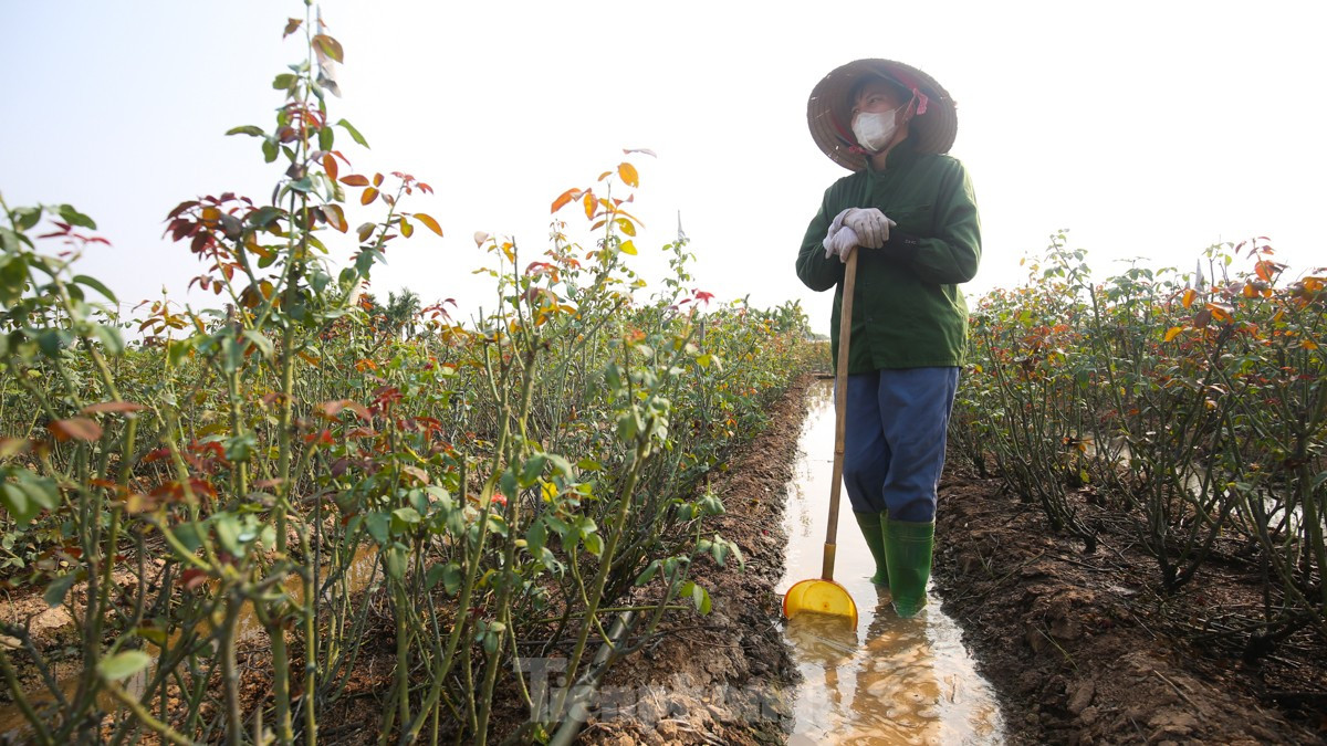 Nông dân làng hoa Mê Linh mất mùa 20/10, 'mót' từng bông hồng để bán ảnh 11