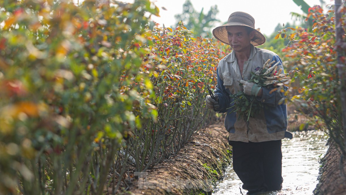 Nông dân làng hoa Mê Linh mất mùa 20/10, 'mót' từng bông hồng để bán ảnh 7