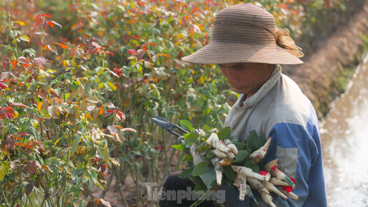 Nông dân làng hoa Mê Linh mất mùa 20/10, 'mót' từng bông hồng để bán ảnh 8