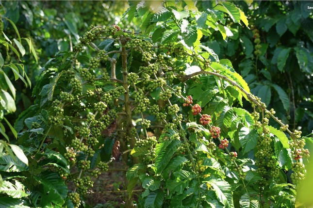 Nữ nông dân Tây Nguyên tự tin kiến tạo tương lai nhờ canh tác cà phê theo mô hình bền vững ảnh 1