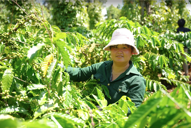 Nữ nông dân Tây Nguyên tự tin kiến tạo tương lai nhờ canh tác cà phê theo mô hình bền vững ảnh 3