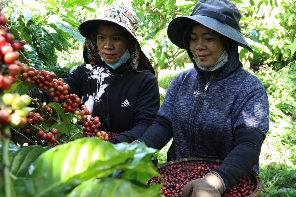 Giá cà phê hôm nay 18/10: chuyên gia lý giải diễn biến giá cà phê cuối tuần 