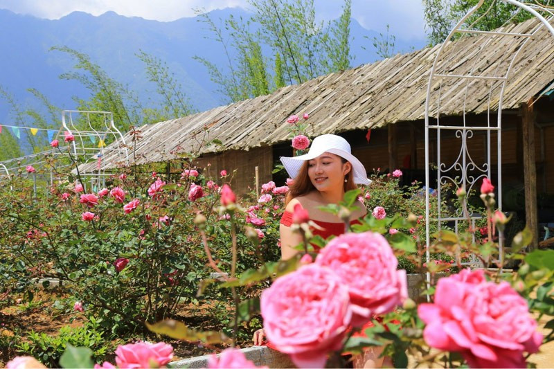 'Huy động' 300.000 gốc hồng, 150 giống hoa quý hiếm xây dựng nên thung lũng hoa hồng tuyệt đẹp, xác lập kỷ lục lớn nhất Việt Nam - ảnh 3