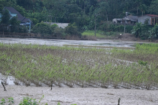 Yên Bái: Nỗ lực 'cứu' vùng trồng cây trái bị bão lũ vùi lấp ảnh 18