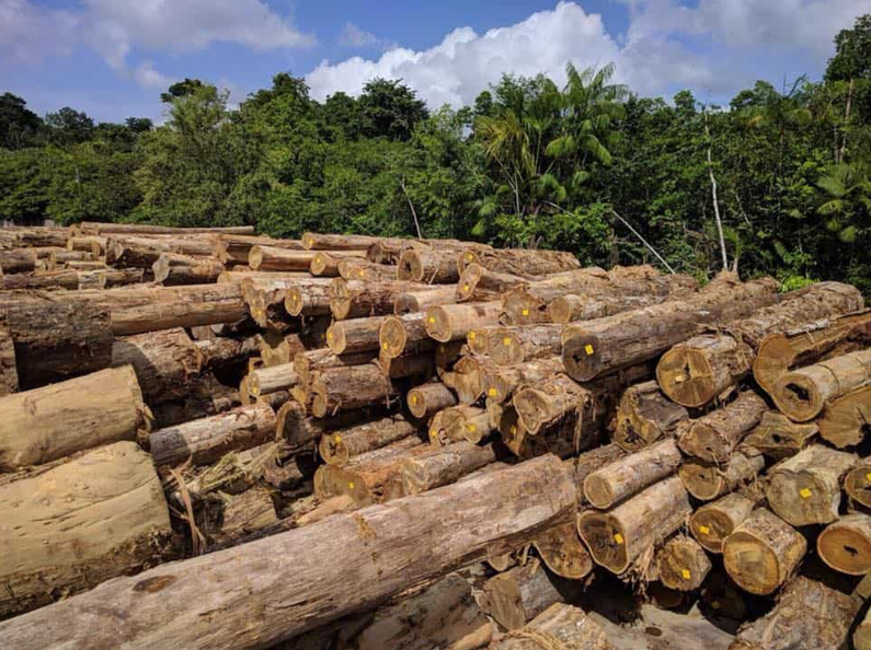 Loại gỗ đắt đỏ bậc nhất hành tinh chỉ có ở duy nhất một nơi: Bị 'lâm tặc' truy lùng đến cạn kiệt, nguy cơ tuyệt chủng cao - ảnh 4