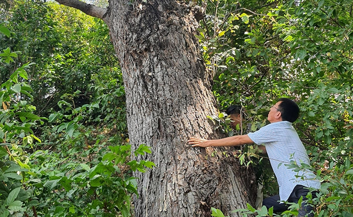 Loài cây quý hiếm bậc nhất thế giới, chỉ duy nhất Việt Nam có nhưng số lượng còn rất ít cần khẩn cấp bảo tồn