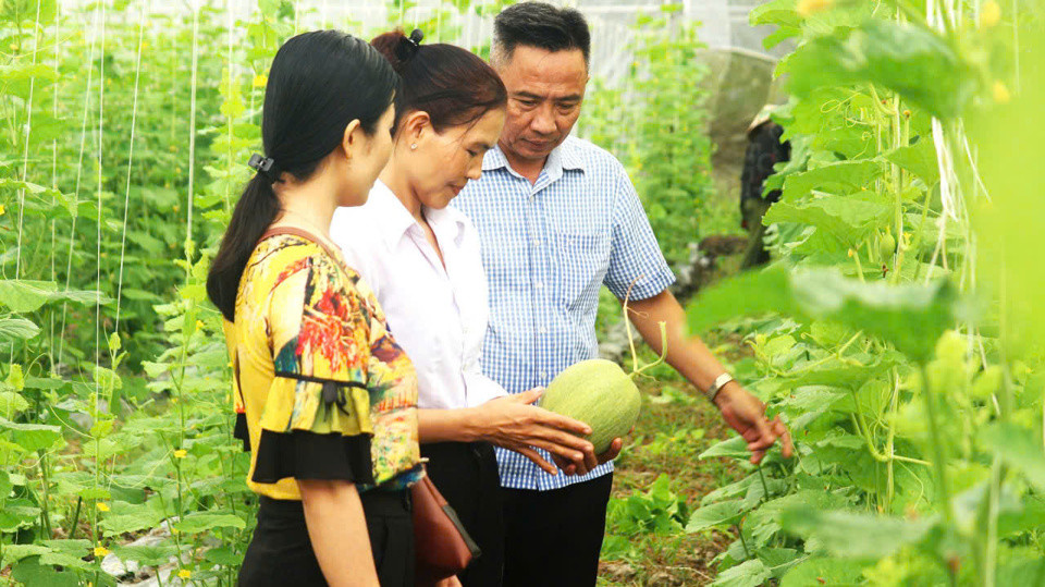 Ông Trung và vợ (áo sọc và áo trắng) với mô hình dưa lưới.