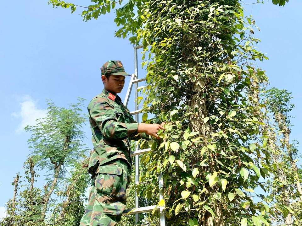 Giá tiêu hôm nay 20/10: tăng trở lại ở Tây Nguyên, Đắk Nông thêm 1.000 đồng/kg